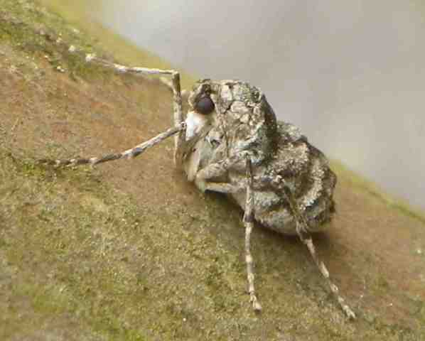 l-fuyushaku-female
