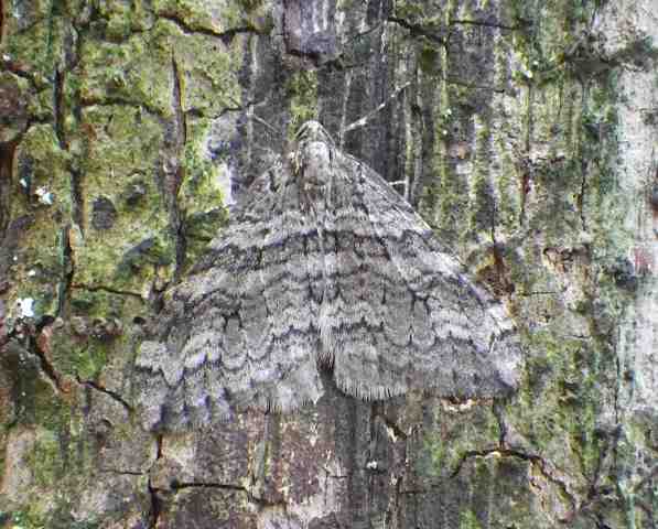 l-kuroobihuyunami