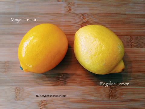 meyer_lemon_1_480x480