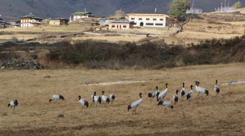 Endangered-Black-Necked-Cranes