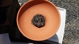 DSCF5537