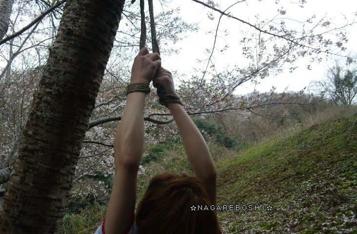 緊縛木 