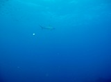 IMG_0716