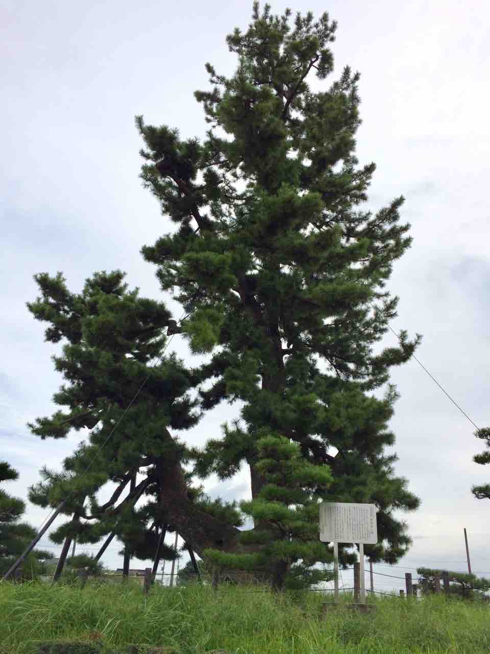 No.35おみよしの松（弥富市）〜津島神社天王祭神葭流し漂着記念 : 年輪 