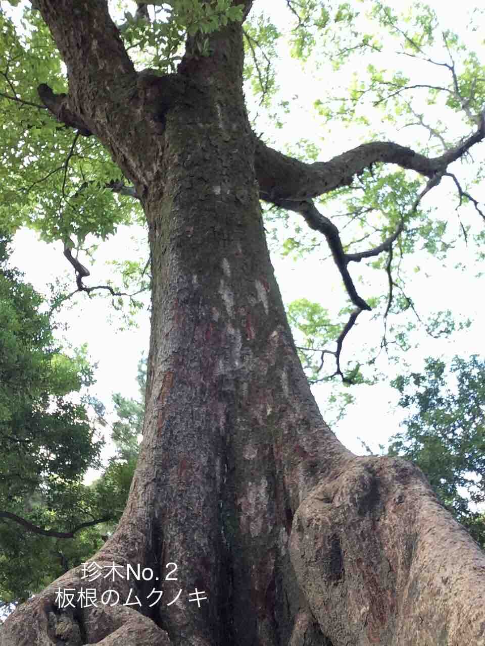黒松 大板 神木続）鶴舞公園の巨木・名木・珍木Best5〜森林浴を楽しむ 