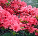 2007Jul1大小真名子11