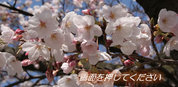 オレッセmini待機画面サクラ文字あり