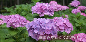 オレッセmini待機画面アジサイ文字あり