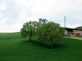 to Maremma 4