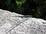 2005gw_0509_03.jpg
