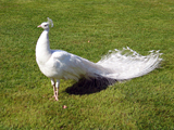 2005gw_0509_06.jpg
