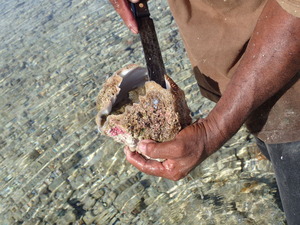 Giant Clam