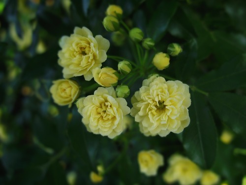 IMGP2990-1