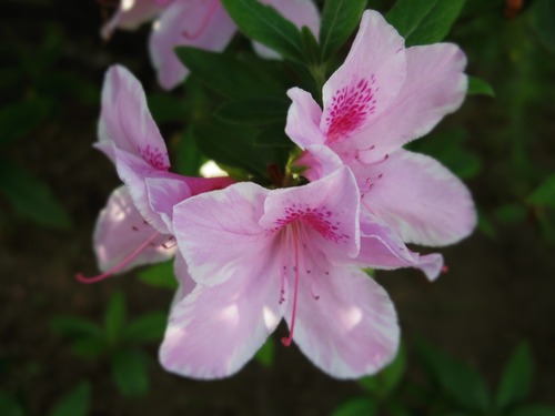 IMGP2994-1