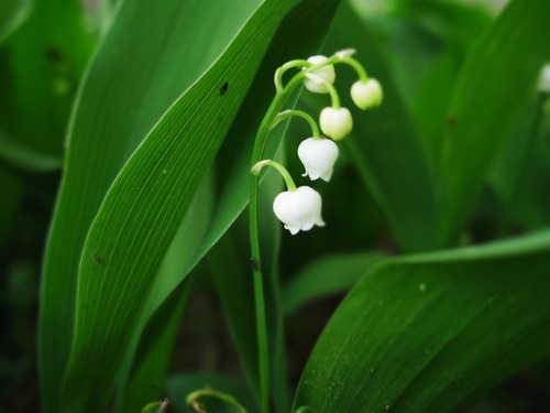 IMGP2993-1