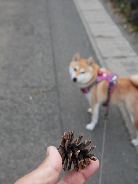 P1070043