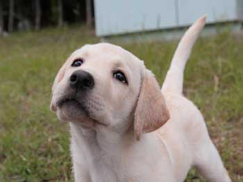 犬