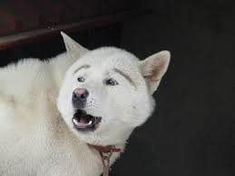 犬 面白