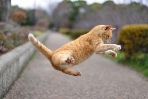 猫