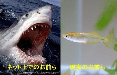 ネット上のお前ら