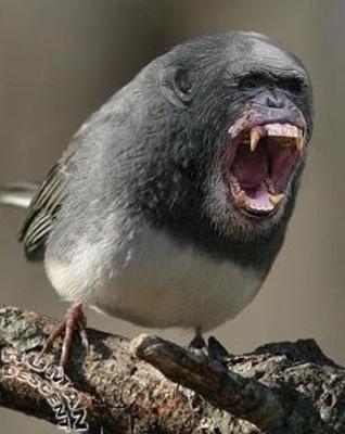 鳥 おもしろ