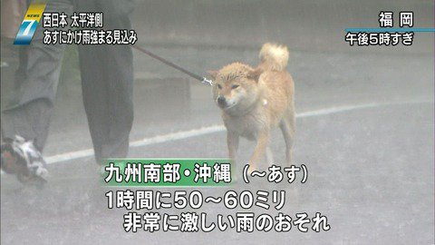 福岡 犬