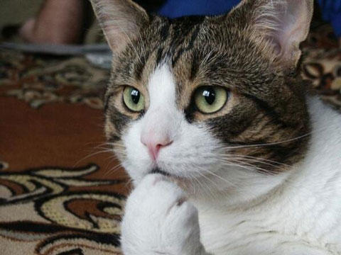 猫