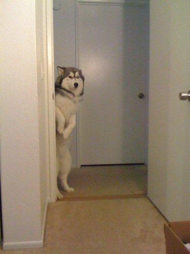 犬