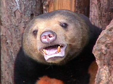marekuma