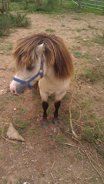 mini-horse-3
