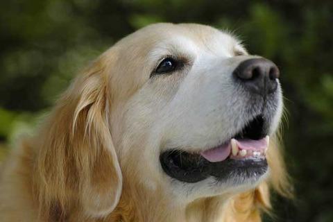 犬