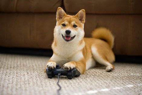 柴犬