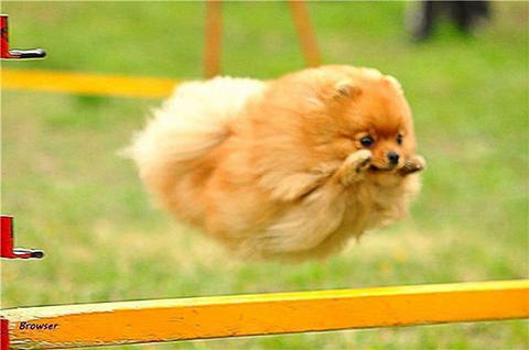 犬