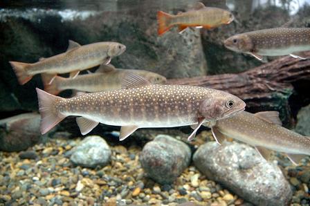 川 魚