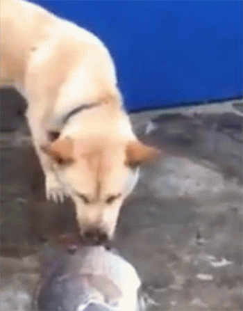 犬