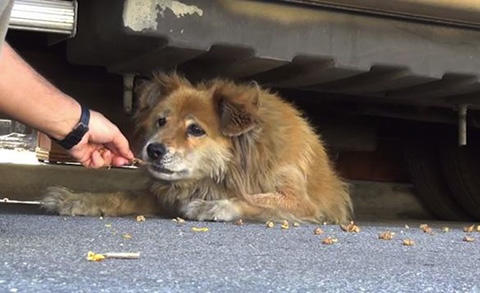 犬