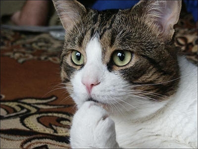 猫
