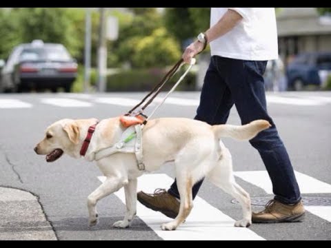 盲導犬