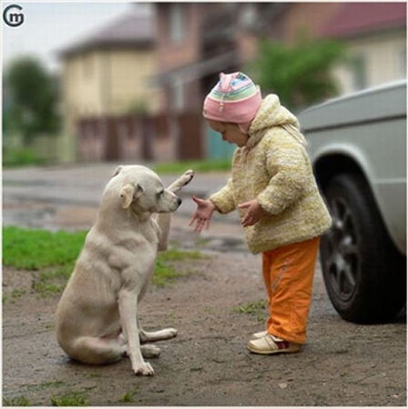 犬 握手