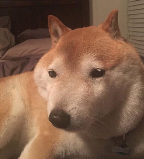 ガイジ犬