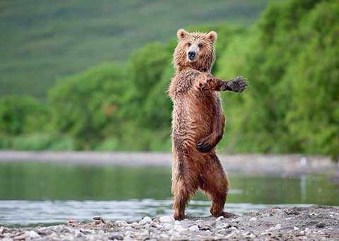 クマ可愛い