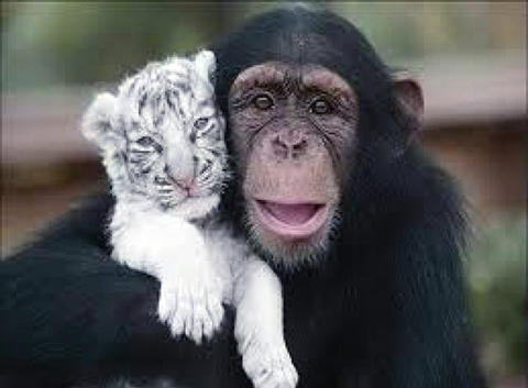 動物 仲良し