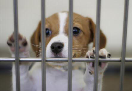 犬