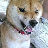 犬 ブチキレ