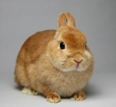 usagi-negi