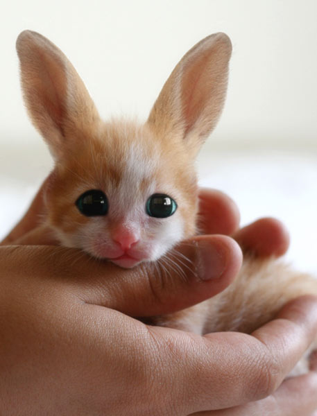 supercute