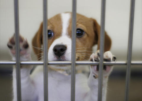 犬 保健所