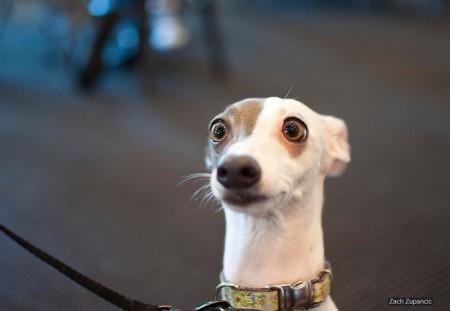 犬