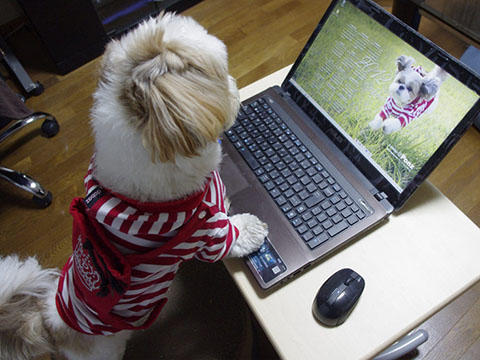 犬
