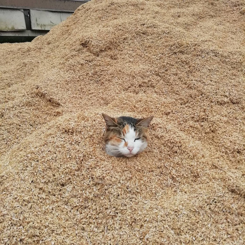 no title